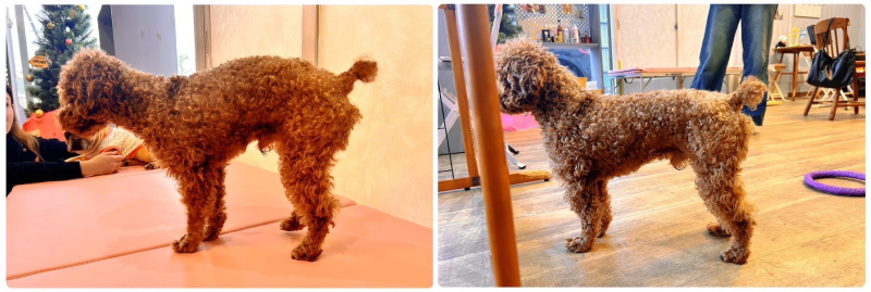 ペット用メニュー ビフォーアフター