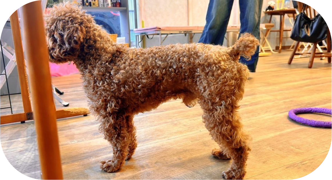 ペット用メニュー フィットネス・リハビリ・シニアメニュー